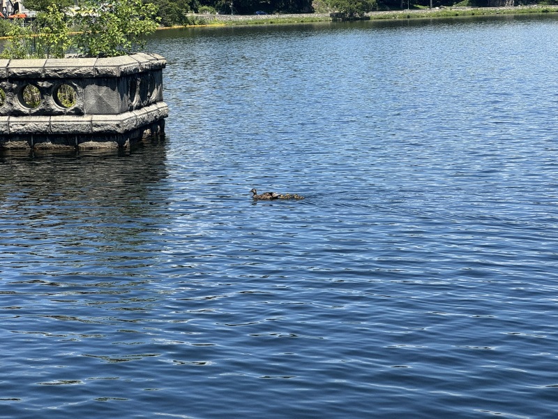 Come and tell us your dull and unexciting news 33: Calmly through the day