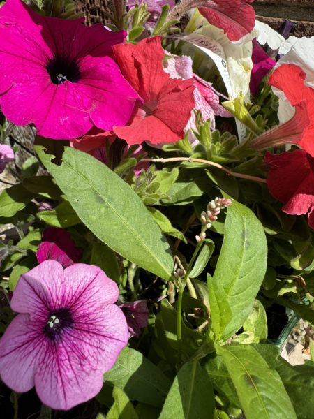 What's in my Petunias?
