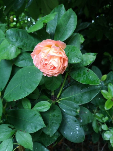 Can a Gertrude Jeykell rose ever be apricot colour?