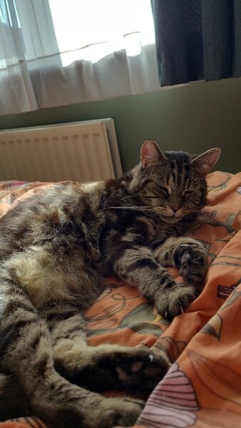 To consider homing a blind cat