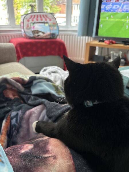 DH says cat needs to show more gratitude