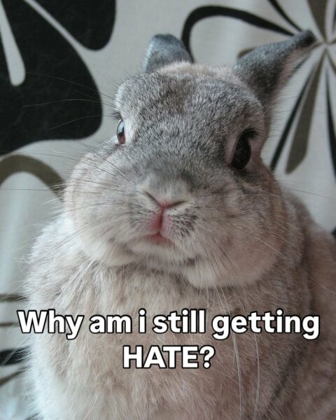 Rabbit rescue targeted by TRAs