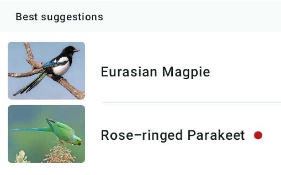 Merlin App Appreciation plus General Birding Chat