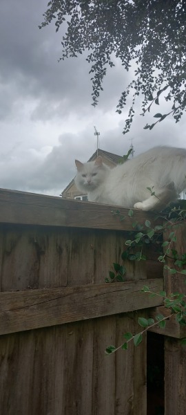 Roond and roond and up and doon - the Excellent Cats roam aboot