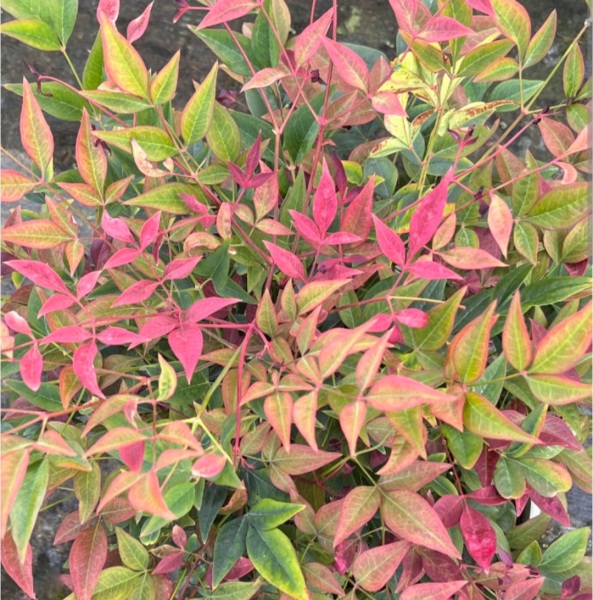 Another plant ID