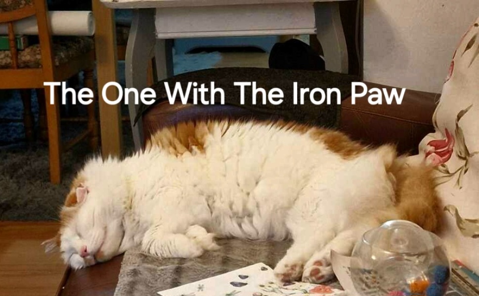 Roond and roond and up and doon - the Excellent Cats roam aboot