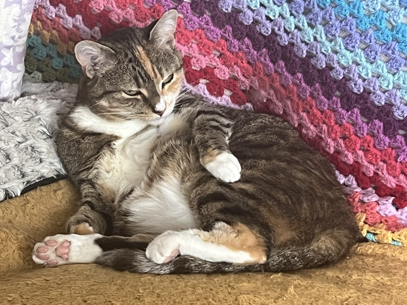 Roond and roond and up and doon - the Excellent Cats roam aboot