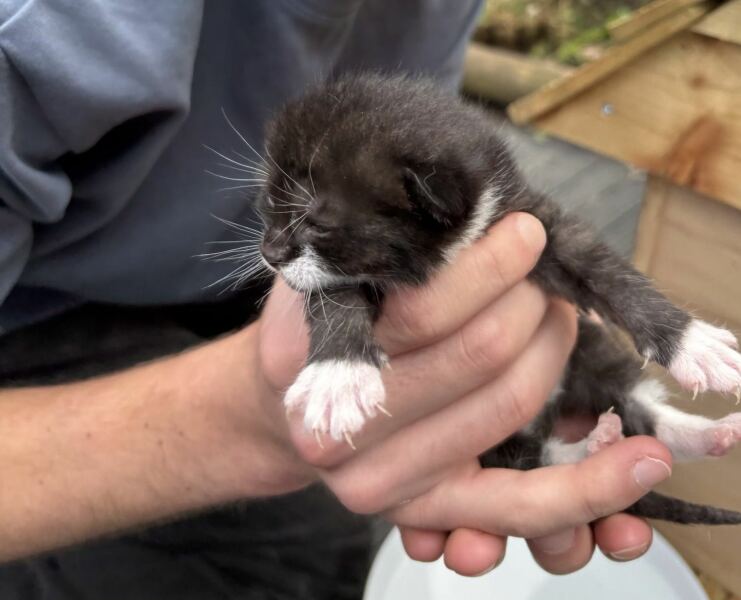 I think this cat is pregnant. What do I do?