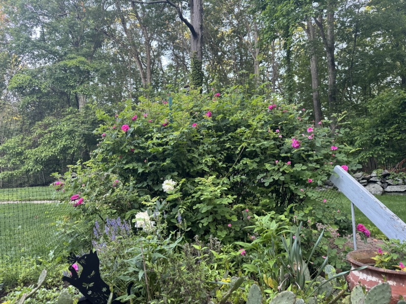 Come and tell us your dull and unexciting news 33: Calmly through the day