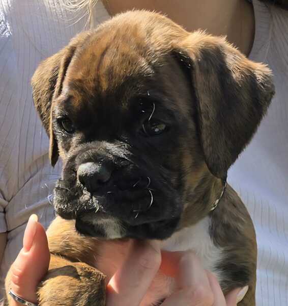 Please help me name my new puppy