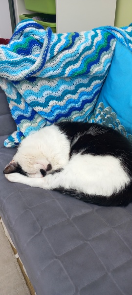 Roond and roond and up and doon - the Excellent Cats roam aboot