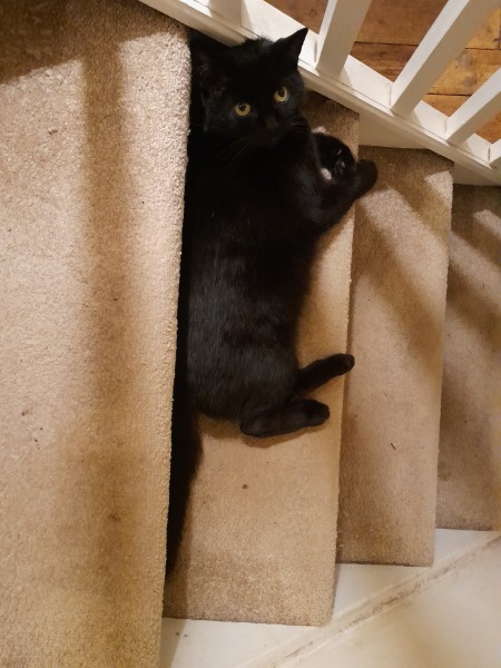 Roond and roond and up and doon - the Excellent Cats roam aboot