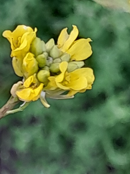 Weeds Have Rights Too !