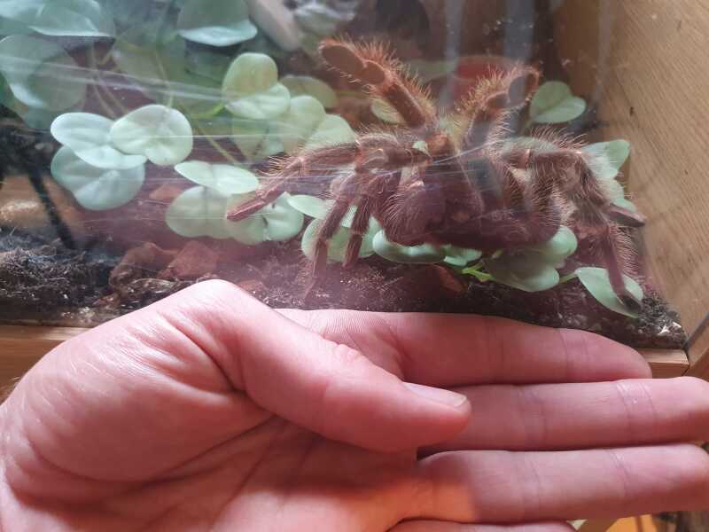 My new jumping spider.