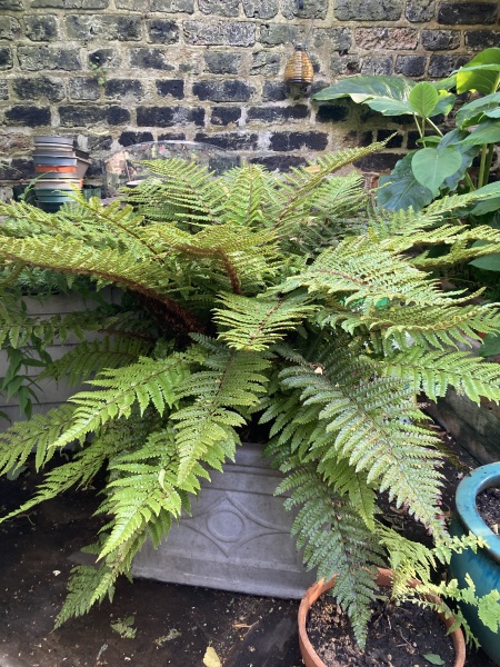 Wild Saturday night chat- Gardening