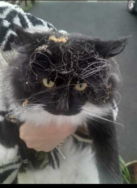 Is it just my white cat?