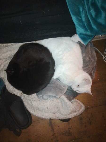 Roond and roond and up and doon - the Excellent Cats roam aboot