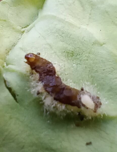 Zombie caterpillar