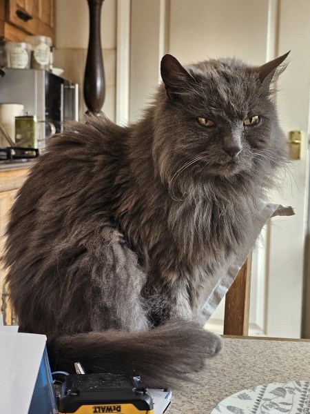 Roond and roond and up and doon - the Excellent Cats roam aboot