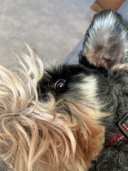 Thread 26 Starmer: Cats, Rebels and Orange Chaos