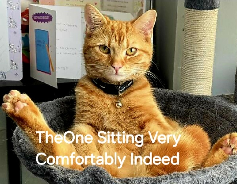 Roond and roond and up and doon - the Excellent Cats roam aboot