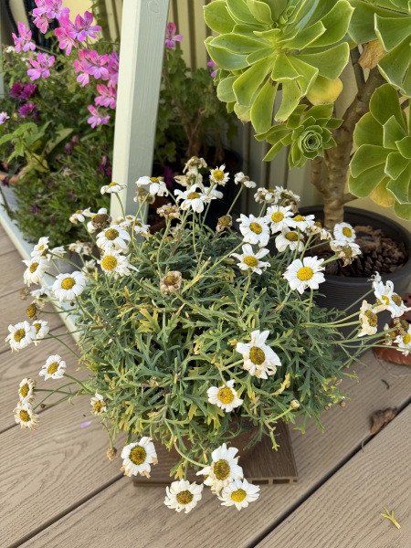 Marguerite Daisy- why do they always end up like this?