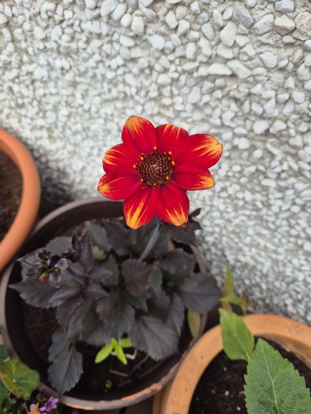Dahlia