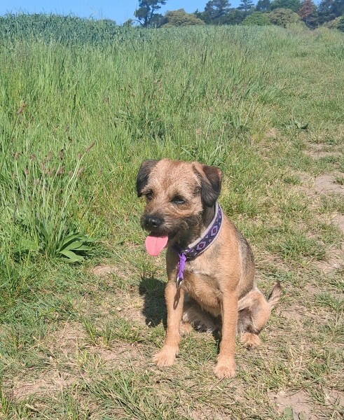 Small dog breed recommendations