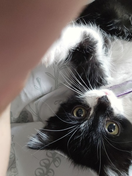 To show you my cat and her kittens for distraction and stress relief purposes?