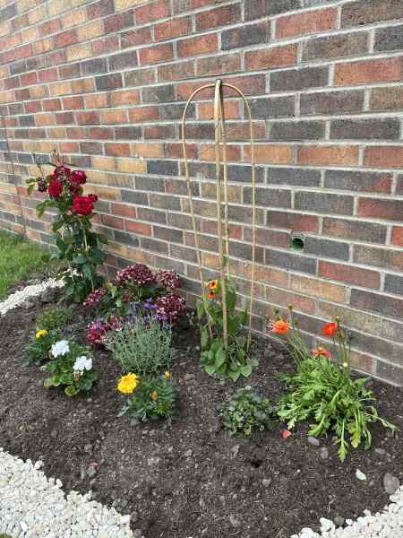 Campanulas and hydrangea not doing great