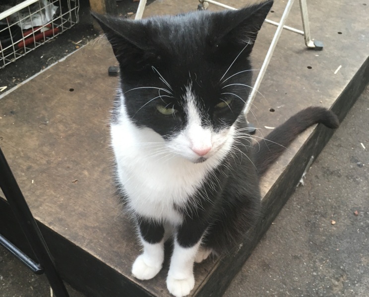 Thread 26 Starmer: Cats, Rebels and Orange Chaos