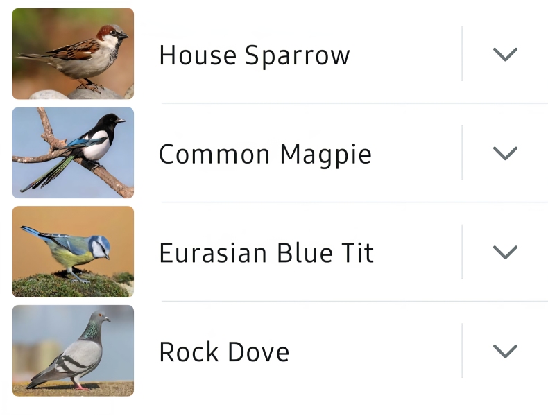 Merlin App Appreciation plus General Birding Chat