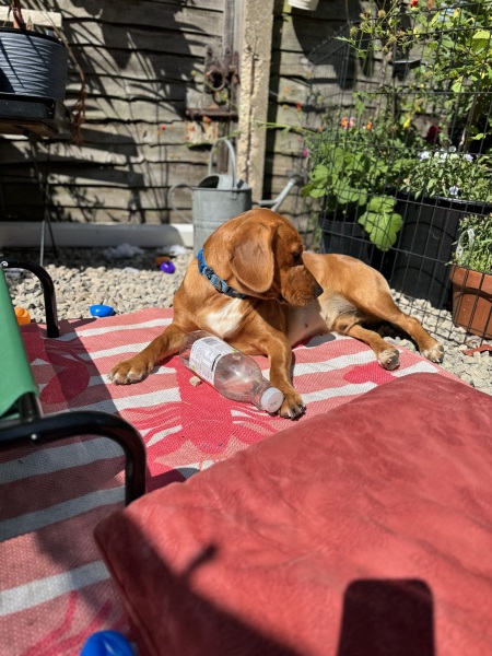 Adolescent Dog Survival Thread - for teenage dirtbags