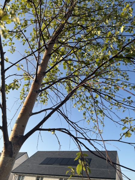 What’s eating my birch trees? 🌳
