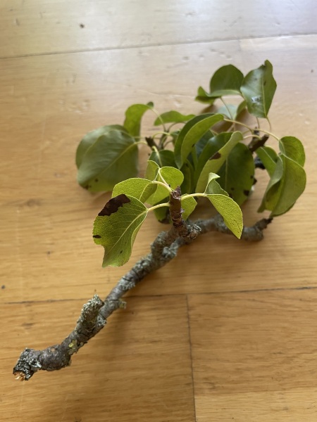 What is wrong with our pear tree?