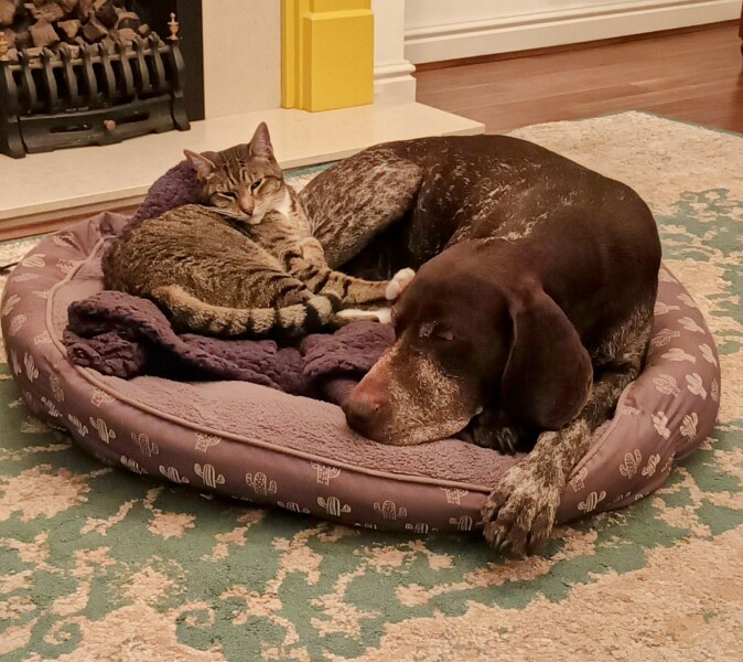 My dog is an absolutely useless protector