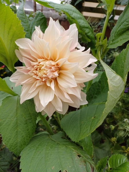 Is gardening outdated