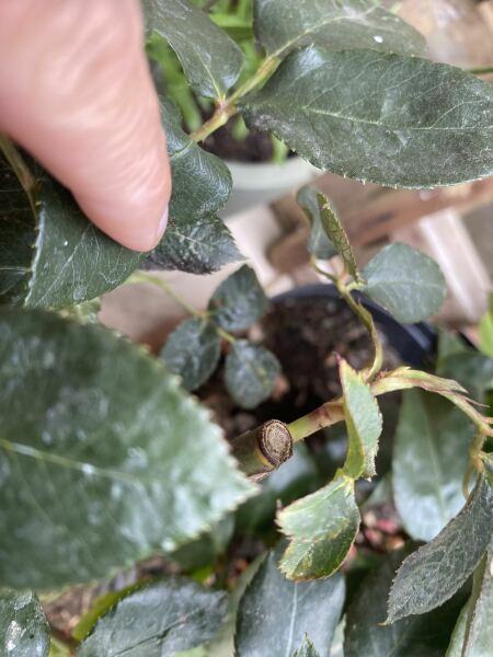 Why has only one rose grown? Am I doing something wrong?