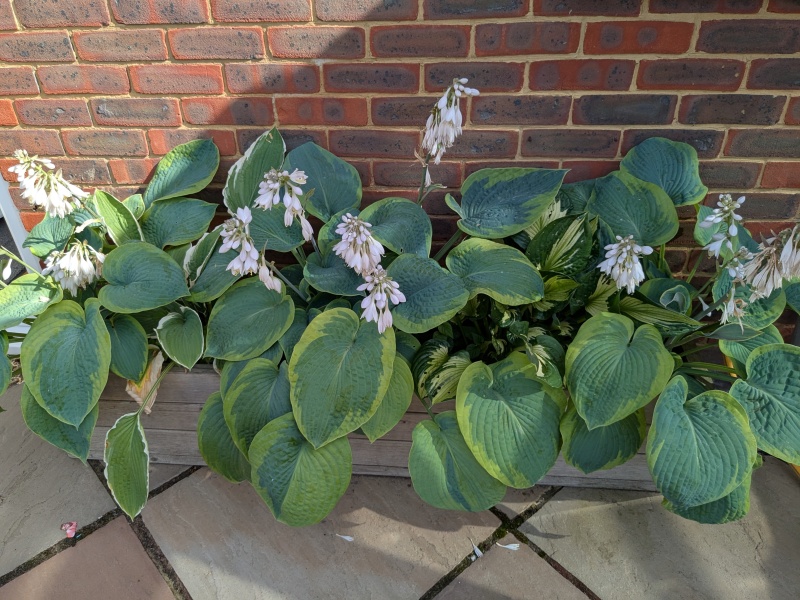 More hosta trouble