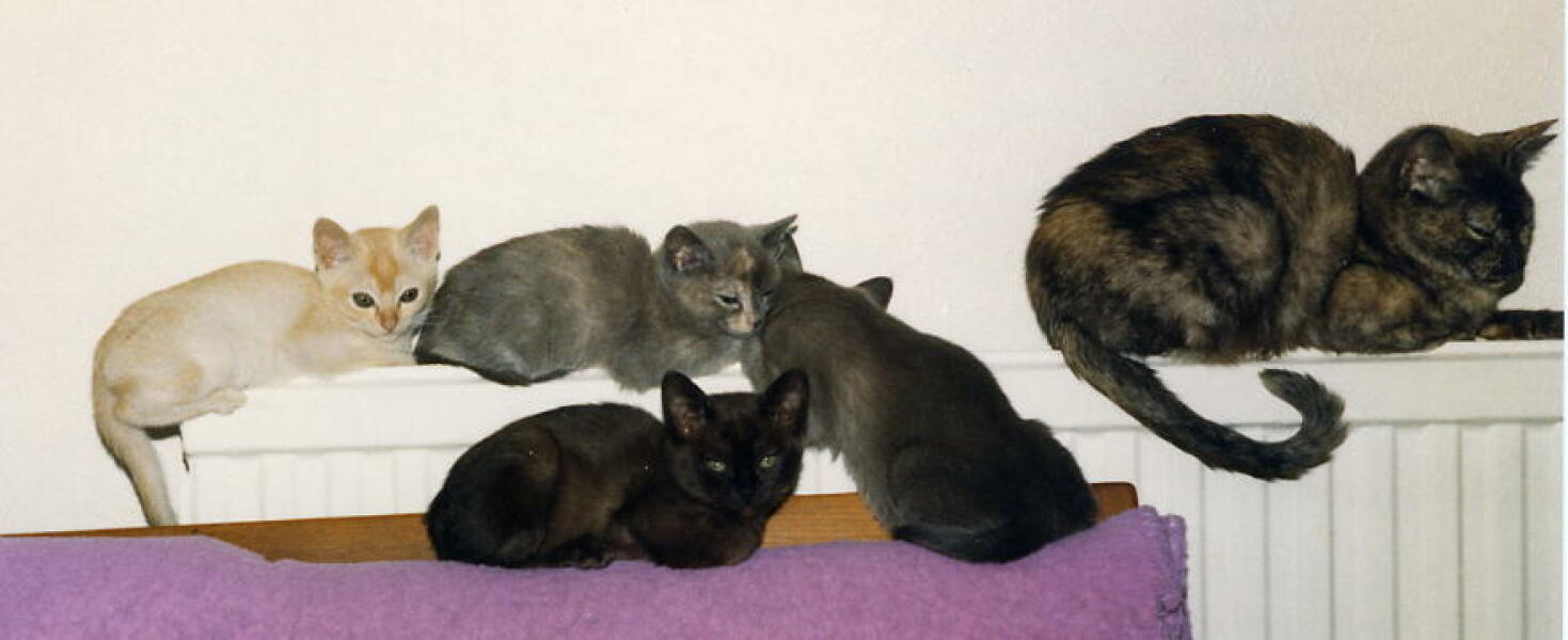 To show you my cat and her kittens for distraction and stress relief purposes?