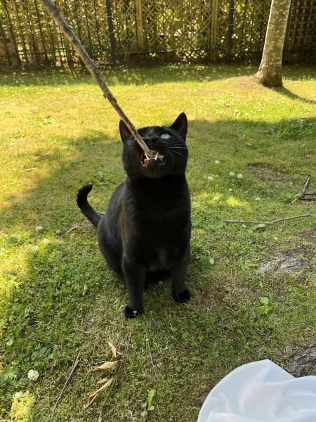 To show you my cat and her kittens for distraction and stress relief purposes?