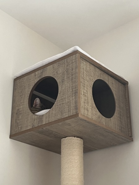 Roond and roond and up and doon - the Excellent Cats roam aboot