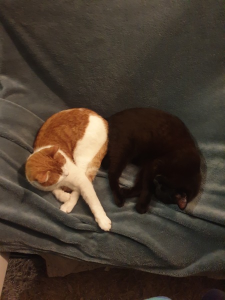 To show you my cat and her kittens for distraction and stress relief purposes?