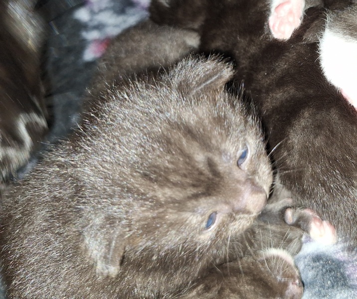 To show you my cat and her kittens for distraction and stress relief purposes?