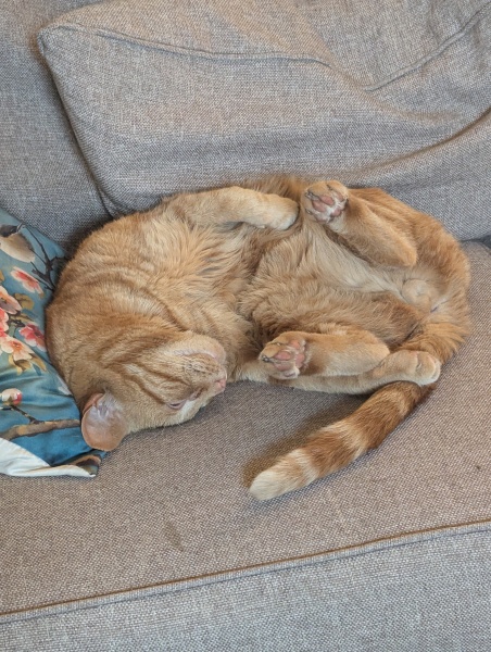 To show you my cat and her kittens for distraction and stress relief purposes?