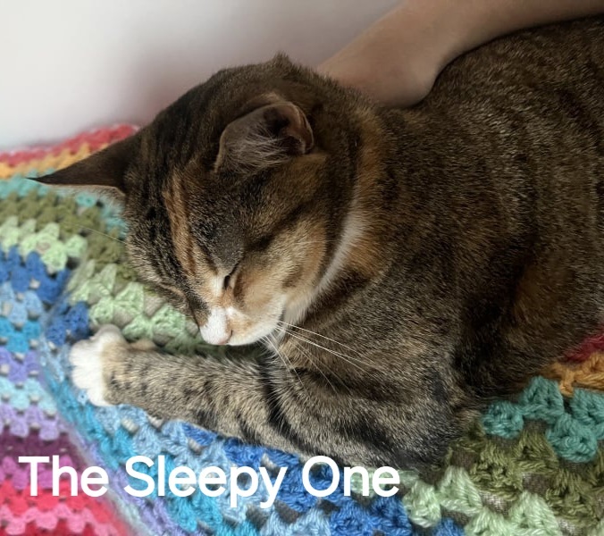 Roond and roond and up and doon - the Excellent Cats roam aboot