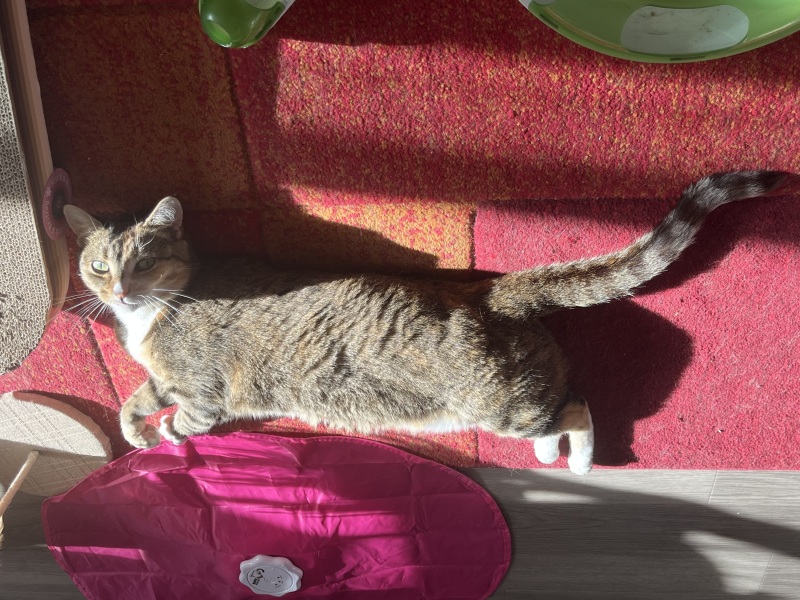 Roond and roond and up and doon - the Excellent Cats roam aboot