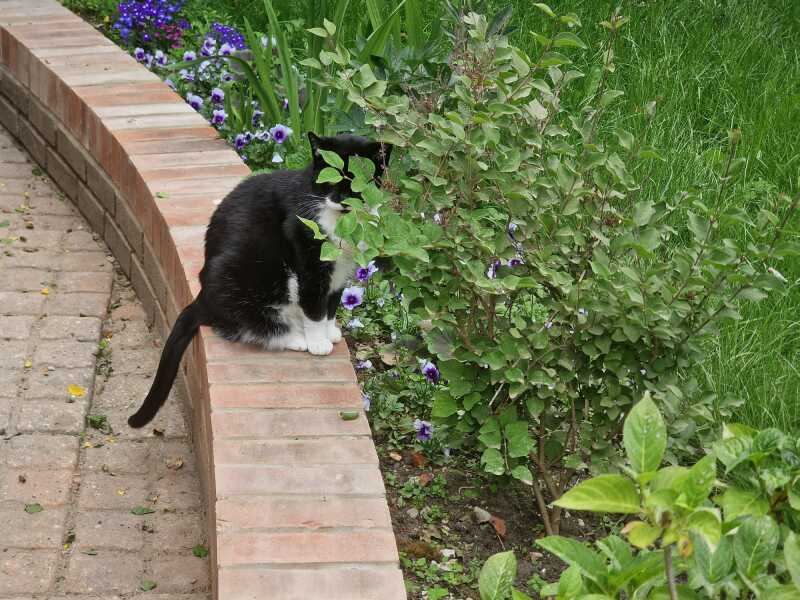 Thread 25 Starmer - Cheers for a falling out among thieves