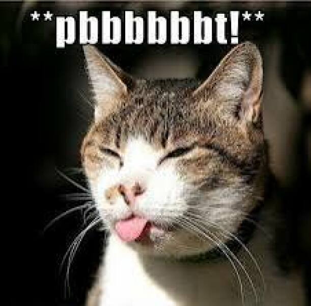 Cats everywhere!