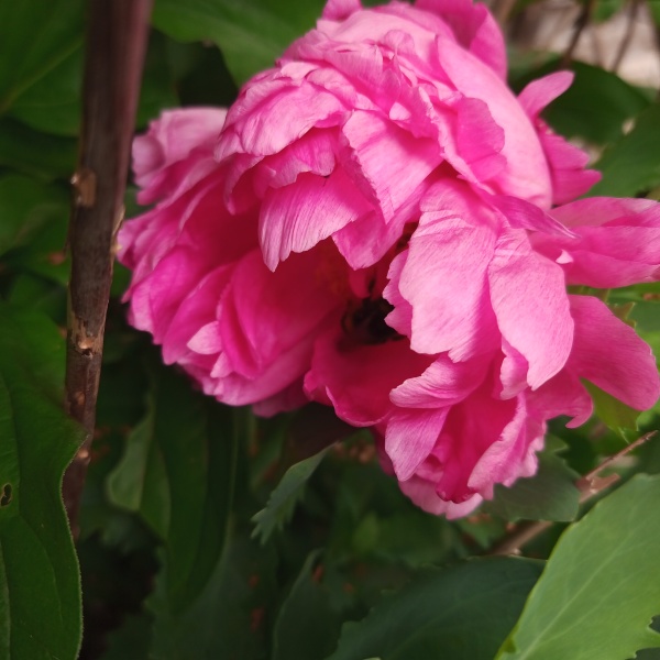 Thread 25 Starmer - Cheers for a falling out among thieves